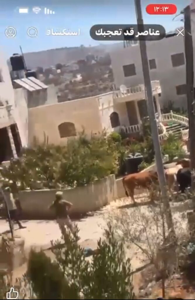 מרעה בבתים הפלסטיניים. צילום מסך מדיווח פלסטיני