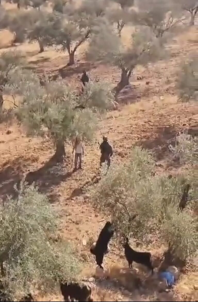 רועה צאן, חייל ניצב לצידו, הצאן נהנה מענפי זית בכרם זיתים פלסטיני. צילום: תקשורת רמאללה